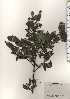  ( - TW024210)  @11 [ ] Copyright (2021) Unspecified Forestry and Forest Products Research Institute