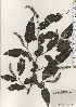  ( - TW024215)  @11 [ ] Copyright (2021) Unspecified Forestry and Forest Products Research Institute