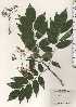  ( - TW024217)  @11 [ ] Copyright (2021) Unspecified Forestry and Forest Products Research Institute