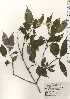  ( - TW024220)  @11 [ ] Copyright (2021) Unspecified Forestry and Forest Products Research Institute
