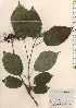  ( - TW024229)  @11 [ ] Copyright (2021) Unspecified Forestry and Forest Products Research Institute