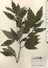  ( - TW024231)  @11 [ ] Copyright (2021) Unspecified Forestry and Forest Products Research Institute