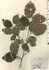  ( - TW024238)  @11 [ ] Copyright (2021) Unspecified Forestry and Forest Products Research Institute