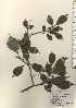  ( - TW024239)  @11 [ ] Copyright (2021) Unspecified Forestry and Forest Products Research Institute