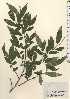  (Salix rupifraga - TW024258)  @11 [ ] Copyright (2021) Unspecified Forestry and Forest Products Research Institute