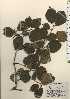  ( - TW024271)  @11 [ ] Copyright (2021) Unspecified Forestry and Forest Products Research Institute