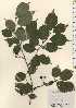  ( - TW024272)  @11 [ ] Copyright (2021) Unspecified Forestry and Forest Products Research Institute