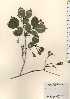  ( - TW024274)  @11 [ ] Copyright (2021) Unspecified Forestry and Forest Products Research Institute