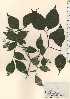  ( - TW024278)  @11 [ ] Copyright (2021) Unspecified Forestry and Forest Products Research Institute