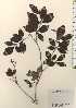 ( - TW024288)  @11 [ ] Copyright (2021) Unspecified Forestry and Forest Products Research Institute