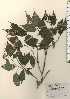  (Hydrangea serrata var. serrata - TW024289)  @11 [ ] Copyright (2021) Unspecified Forestry and Forest Products Research Institute