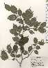  ( - TW024332)  @11 [ ] Copyright (2021) Unspecified Forestry and Forest Products Research Institute