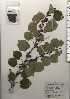  ( - TW024338)  @11 [ ] Copyright (2021) Unspecified Forestry and Forest Products Research Institute