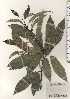  ( - TW024367)  @11 [ ] Copyright (2021) Unspecified Forestry and Forest Products Research Institute