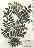 (Zanthoxylum piperitum - TW024373)  @11 [ ] Copyright (2021) Unspecified Forestry and Forest Products Research Institute