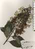  (Hydrangea paniculata - TW024395)  @11 [ ] Copyright (2021) Unspecified Forestry and Forest Products Research Institute