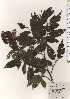  ( - TW024400)  @11 [ ] Copyright (2021) Unspecified Forestry and Forest Products Research Institute