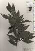  ( - TW024417)  @11 [ ] Copyright (2021) Unspecified Forestry and Forest Products Research Institute
