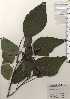  ( - TW024418)  @11 [ ] Copyright (2021) Unspecified Forestry and Forest Products Research Institute