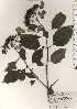  ( - TW024423)  @11 [ ] Copyright (2021) Unspecified Forestry and Forest Products Research Institute