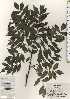 (Sorbus commixta var. rufoferruginea - TW024438)  @11 [ ] Copyright (2021) Unspecified Forestry and Forest Products Research Institute