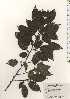  ( - TW024453)  @11 [ ] Copyright (2021) Unspecified Forestry and Forest Products Research Institute