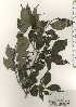  ( - TW024483)  @11 [ ] Copyright (2021) Unspecified Forestry and Forest Products Research Institute