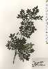  ( - TW024486)  @11 [ ] Copyright (2021) Unspecified Forestry and Forest Products Research Institute