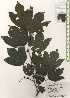  ( - TW024492)  @11 [ ] Copyright (2021) Unspecified Forestry and Forest Products Research Institute