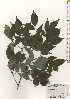  ( - TW024498)  @11 [ ] Copyright (2021) Unspecified Forestry and Forest Products Research Institute
