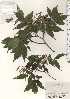  ( - TW024505)  @11 [ ] Copyright (2021) Unspecified Forestry and Forest Products Research Institute