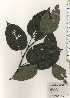  ( - TW024508)  @11 [ ] Copyright (2021) Unspecified Forestry and Forest Products Research Institute