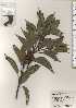  ( - TW024518)  @11 [ ] Copyright (2021) Unspecified Forestry and Forest Products Research Institute