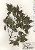  ( - TW024519)  @11 [ ] Copyright (2021) Unspecified Forestry and Forest Products Research Institute