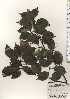 (Sorbus alnifolia - TW024522)  @11 [ ] Copyright (2021) Unspecified Forestry and Forest Products Research Institute
