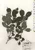  ( - TW024527)  @11 [ ] Copyright (2021) Unspecified Forestry and Forest Products Research Institute