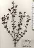 ( - TW024606)  @11 [ ] Copyright (2021) Unspecified Forestry and Forest Products Research Institute