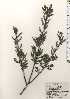  ( - TW024607)  @11 [ ] Copyright (2021) Unspecified Forestry and Forest Products Research Institute