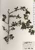  ( - TW024613)  @11 [ ] Copyright (2021) Unspecified Forestry and Forest Products Research Institute