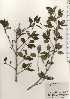  ( - TW024615)  @11 [ ] Copyright (2021) Unspecified Forestry and Forest Products Research Institute