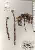  ( - TW024617)  @11 [ ] Copyright (2021) Unspecified Forestry and Forest Products Research Institute