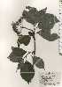  ( - TW024626)  @11 [ ] Copyright (2021) Unspecified Forestry and Forest Products Research Institute