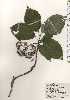  (Hydrangea involucrata var. involucrata - TW024631)  @11 [ ] Copyright (2021) Unspecified Forestry and Forest Products Research Institute