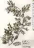  ( - TW024638)  @11 [ ] Copyright (2021) Unspecified Forestry and Forest Products Research Institute