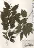  ( - TW024639)  @11 [ ] Copyright (2021) Unspecified Forestry and Forest Products Research Institute