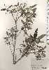  ( - TW024644)  @11 [ ] Copyright (2021) Unspecified Forestry and Forest Products Research Institute