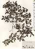  (Ligustrum obtusifolium var. obtusifolium - TW024648)  @11 [ ] Copyright (2021) Unspecified Forestry and Forest Products Research Institute