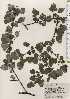  ( - TW024654)  @11 [ ] Copyright (2021) Unspecified Forestry and Forest Products Research Institute