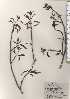  ( - TW024670)  @11 [ ] Copyright (2021) Unspecified Forestry and Forest Products Research Institute