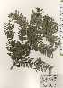  ( - TW024682)  @11 [ ] Copyright (2021) Unspecified Forestry and Forest Products Research Institute